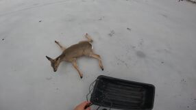 Рибари спасиха десетки сърни, заседнали на заледено езеро в Сибир (ВИДЕО)