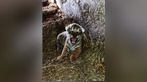 В зоопарка в Стара Загора се роди бебе бенгалски тигър (СНИМКИ)