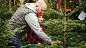 Преди Коледа: Какви са цените на коледните елхи тази година?