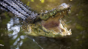 Няколко крокодила са открити в дренажен канал на село