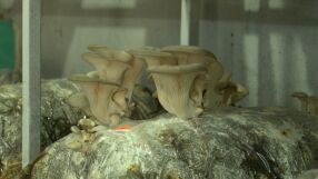 Как семейство отглежда екзотични гъби в домашни условия (ВИДЕО)