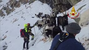 19-годишна фермерка изгуби стадото си кози след нападение на вълци. Пожарникари ги откриха на 2500 м надморска височина