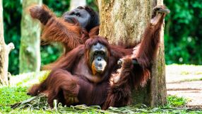 Орангутаните са в опасност