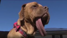 Кое е кучето с най-дългия език в света? (ВИДЕО)