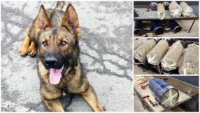 Кучето Бояр откри 70 кг марихуана за над 1 млн. лв. в 8 газови бутилки на две коли (СНИМКИ)