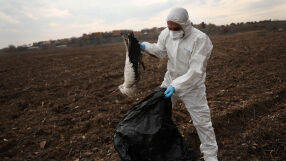 Стотици щъркели са намерени мъртви близо до Мадрид (ВИДЕО И СНИМКИ)