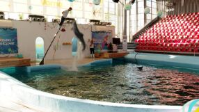 Как живеят делфините от делфинариума във Варна през декември?