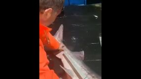 Рибари уловиха есетра с дължина 2,40 м и тегло около 150 кг в Черно море