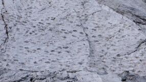 Откриха хиляди отпечатъци от динозаври на скали близо до мястото на Зимните олимпийски игри (ВИДЕО)