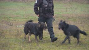 Герои без пагони: Две кучета, един водач и нулева толерантност към нарушителите