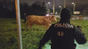 Полицаи преследваха на главен път три бика, изпаднали от камион (ВИДЕО)