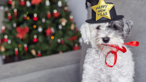 Коледната елха – защо може да бъде опасна и да убие домашния любимец