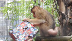 Приматите в столичния зоопарк получиха коледни подаръци (СНИМКИ)