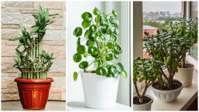 ТОП 5 „късметлийски“ стайни растения, с които да започнете годината позитивно (СНИМКИ)