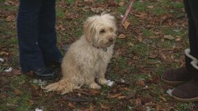 За поредна година фондация „Четири лапи“ призовава - празнувайте без фойерверки