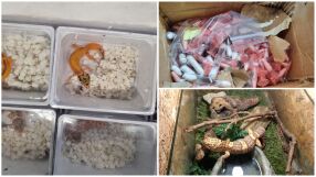 Екзотична контрабанда: Живи корали, гекони, тарантули и дори препариран лъв през границата