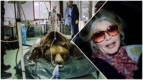 Брижит Бърдо създаде паркът за реадаптация на танцуващи мечки в България