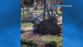 Паднало дърво блокира вход на блок в столичния квартал „Люлин“, 10 ели са изкоренени в центъра на Добринище