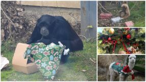 Нова година в зоопарка: Студът прибра животните на топло, пеликаните останаха навън