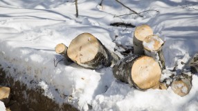 Вековни букове се изсичат в парк Витоша