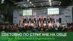 Стотици стригаха овце като за световно в Нова Зеландия (ВИДЕО)