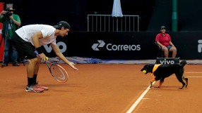 Кучета ще гонят топките на тенис турнира в Сао Пауло (ВИДЕО)
