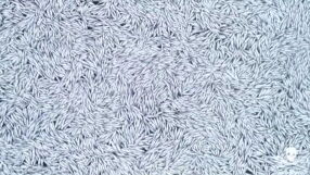 Огромно количество умряла риба край Карлово, проверяват за замърсяване на водите