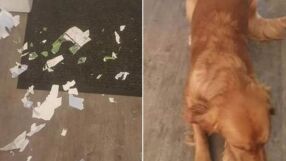 Продават за 5 паунда кучето, изяло билета за финала на Уембли