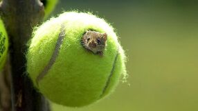 Къде отиват милиони тенис топки всяка година?