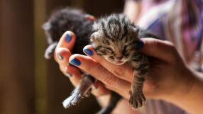 Задържаха мъж и жена, изтезавали животни и продавали кадри с насилие