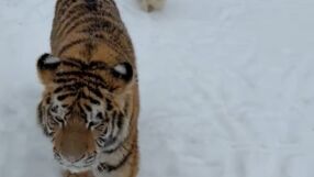 Тигър се разхожда свободно в двор с други животни, стана хит в социалните мрежи (ВИДЕО)