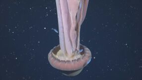 Заснеха рядка гигантска медуза край бреговете на Аржентина (ВИДЕО)