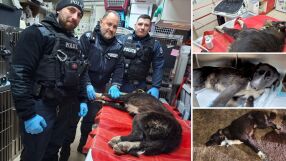 Повече от професионален дълг: Полицаи от Бургас спасиха блъснато куче (СНИМКИ)