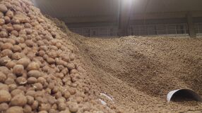 Безплатни картофи за берлинчани след рекордна година в Германия