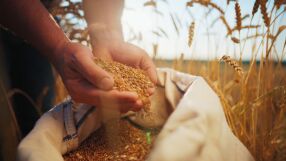 Житният режим – здраве от хилядолетия: Дали?