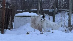 Последният оцелял от "къщата на ужасите": Спасиха по чудо куче от двора на мъчителите на животни в Царевец 