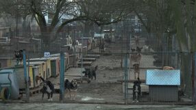 Случай на изключително опасно и заразно заболяване по кучетата затвори приют 