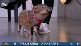 Прасенце с име Мръвка превзе студиото на „Преди обед“ (+ рецепти за свински уши, но не неговите) 