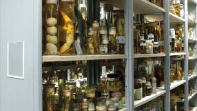 Учени използваха лазери, за да видят какво има в бурканите, оставени от Дарвин