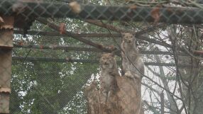 Зоопаркът във Варна избра „най-сладка двойка“