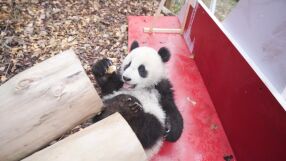 30 бебета панди поздравиха посетителите на изследователски център (ВИДЕО)