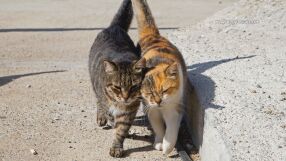 Турският парламент създаде зона за грижа и игри на бездомни котки