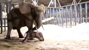 Роди се 150-килограмово слонче, сляпата му майка - за малко да загуби живота си 