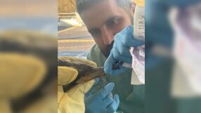 Пострадала птица сама потърси помощ в спешен център (СНИМКИ)