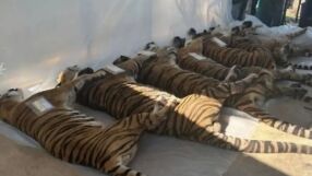 72 тигъра умряха в увеселителен парк