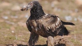 Откритите 7 мъртви лешояда край Котел са отровени с антифриз