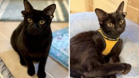 Котаракът Доби с 4 уши разчувства интернет – стотици искат да го осиновят (СНИМКИ)