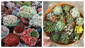 Сукуленти - колко често и как да ги поливаме  (СНИМКИ)