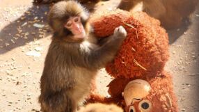 Пънч – изоставената маймунка, която намери утеха в плюшена играчка (СНИМКИ)