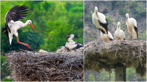 Първите щъркели вече са в България: Ето от къде идва пролетта! (ВИДЕО)